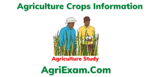 Maize Crops Best Question in Easy Form