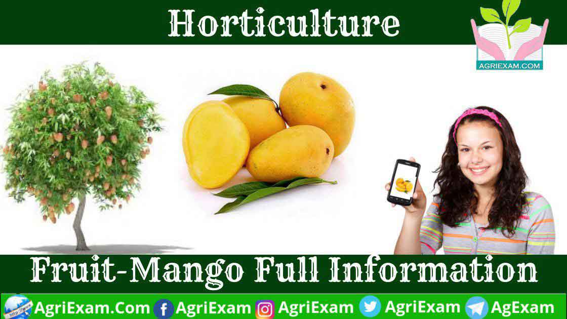 Mango India Full Information For Competitive Exams 