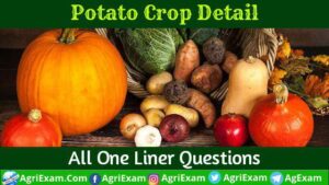 Potato Crops All Point For Exams