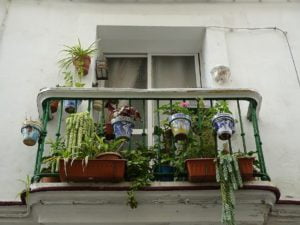 Hanging baskets