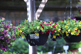 Hanging baskets