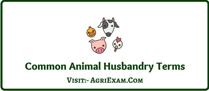 Common Animal Husbandry Terms